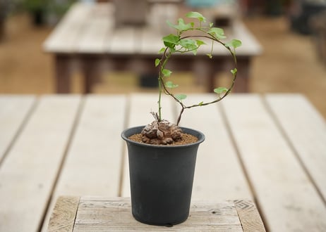 亀甲竜 mana's manaka7選 ③
