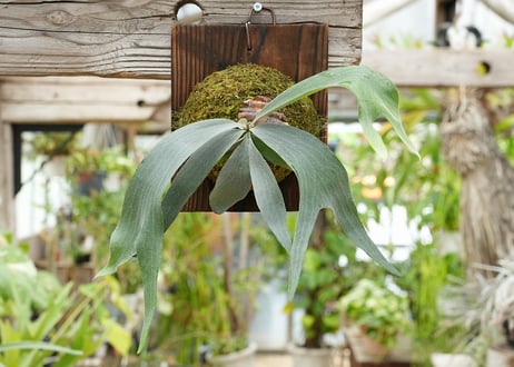 ビカクシダ P. Stella Aeterni (TC)