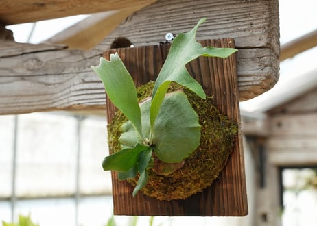 ビカクシダ P. bifurcatum 'Popcorn' (TC)