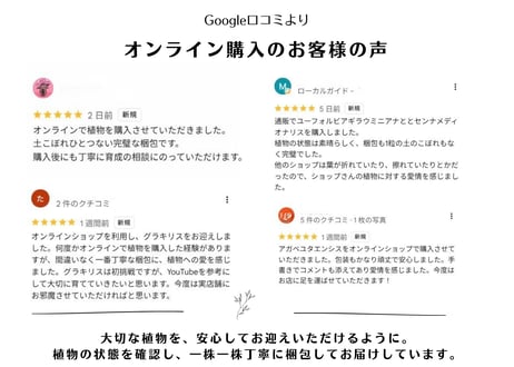 パキポディウム　ウィンゾリー　斑入り　沖縄実生