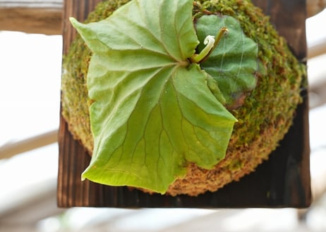 ビカクシダ P. ridleyi slender staghorns (spore)