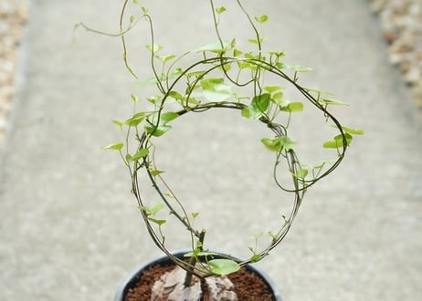 亀甲竜