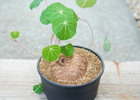 ステファニア セファランタ