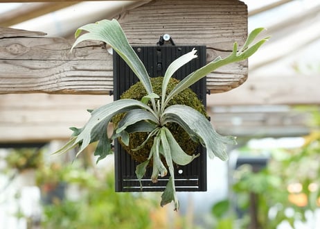 ビカクシダ P. willickii 'Robin' (TC)
