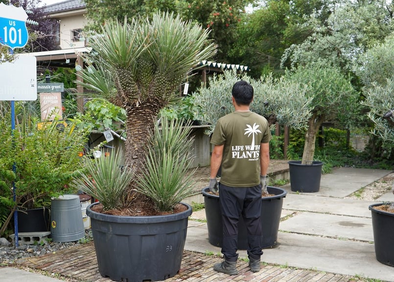 ユッカ フィリフェラ 美株 太株 発根済 ♯21 ユッカ フィリフェラ 8/31まで送料無料 | mana's farm:塊根植物