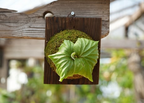 ビカクシダ P. ridleyi 'Saman' (TC)