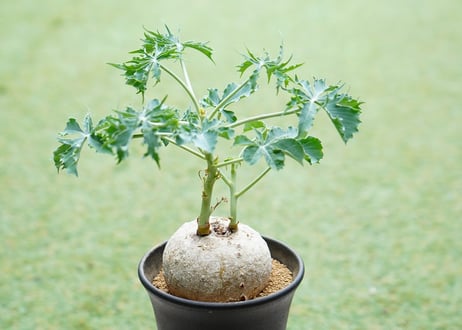 ヤトロファ 錦珊瑚