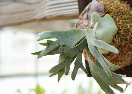 ビカクシダ P. willickii 'Bateria' (TC)