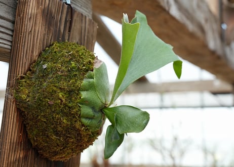 ビカクシダ P. bifurcatum 'Popcorn' (TC)