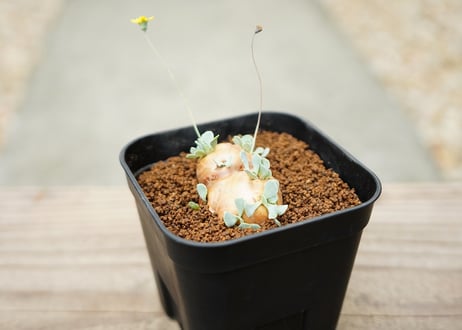オトンナ カカリオイデス