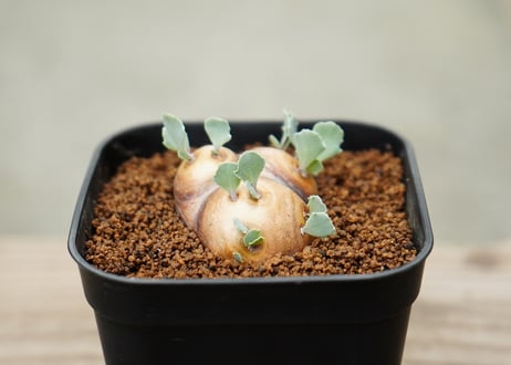 オトンナ カカリオイデス
