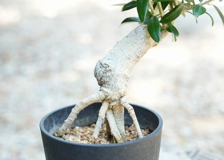 盆栽 オリーブ セントキャサリン 根上がり