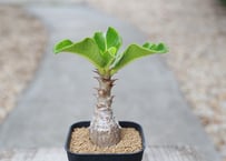パキポディウム ウィンゾリー 沖縄実生