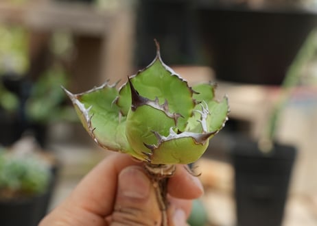 アガベ オテロイ 沖縄実生