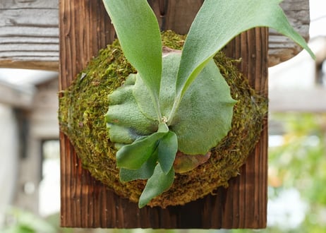 ビカクシダ P. bifurcatum 'Popcorn' (TC)