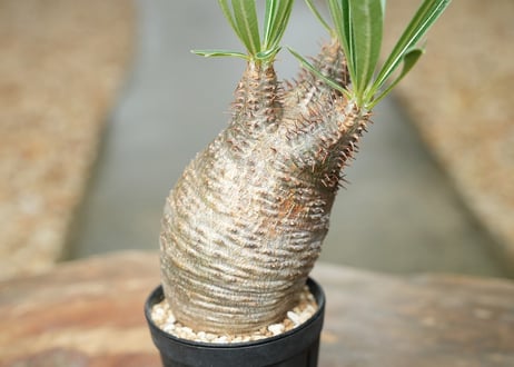 パキポディウム　グラキリス　No.071