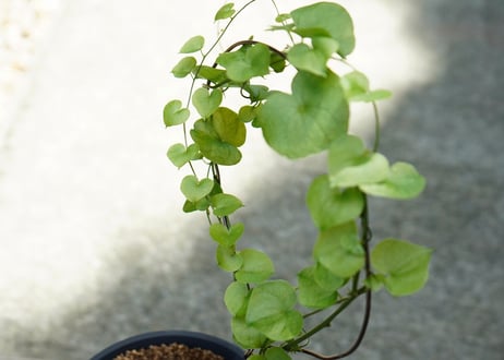 亀甲竜