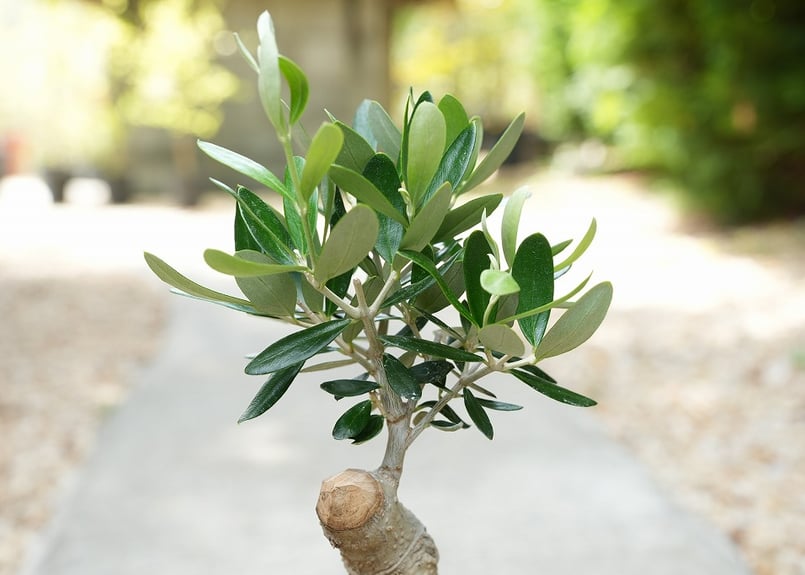 植物 オリーブ ルッカ 観葉植物 オリーブの木 23cm 8号 ルッカ 盆栽