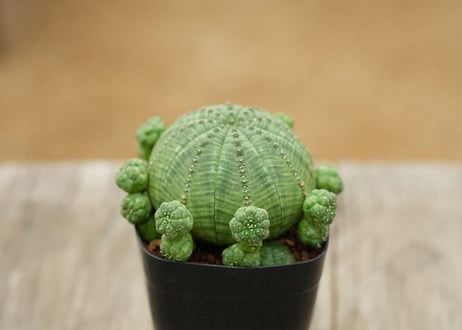 ユーフォルビア 子吹きシンメトリカ
