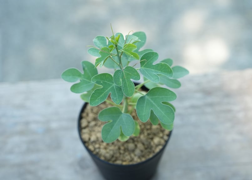 アデニア スピノーサ | mana's farm:塊根植物・アガベ・ドライガーデン