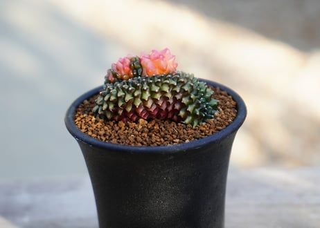 ギムノカリキウム 刺無牡丹玉 錦石化