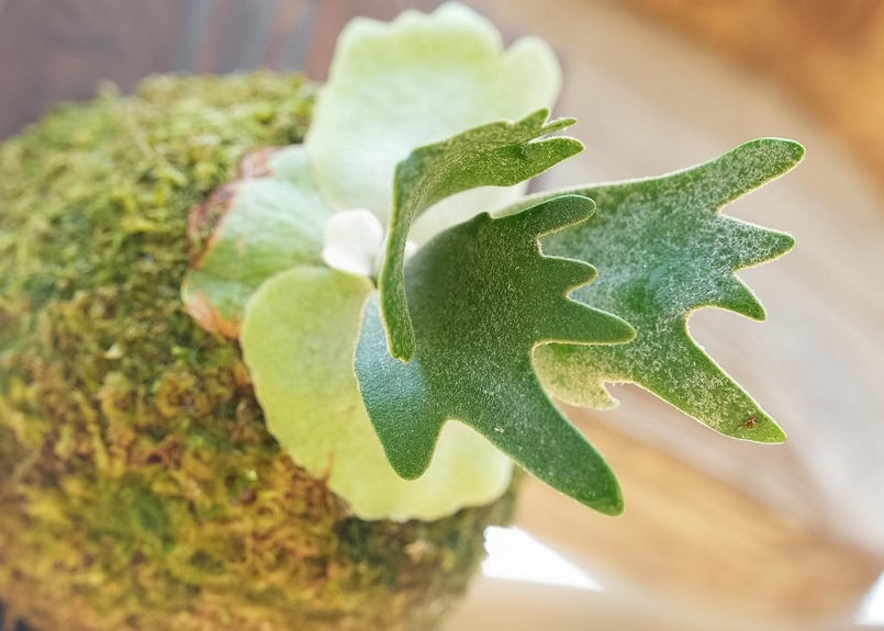 ⑦ビカクシダ willncky dwarf nano spore ビカクシダ willinckii'Nano'(spore) | mana's farm:塊根植