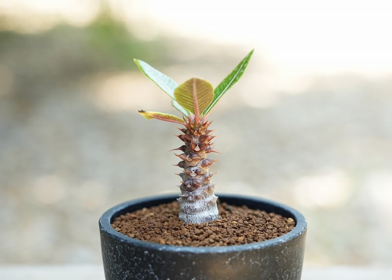 【種子】パキポディウム バロニー 塊根植物　100粒 パキポディウム バロニー 【価格改定】 | mana's farm:塊根植物