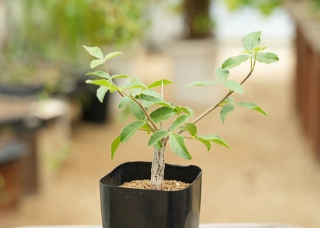 コミュフォラ オルビクラリス