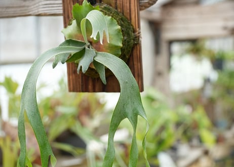 ビカクシダ P. 'DeLaRobha' × Griffin (spore)