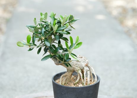 盆栽 オリーブ アルベキーナ 根上がり
