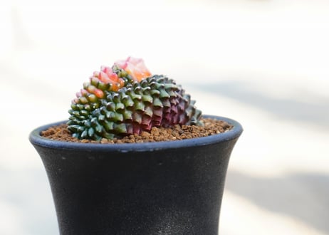 ギムノカリキウム 刺無牡丹玉 錦石化