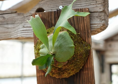 ビカクシダ P. bifurcatum 'Popcorn' (TC)