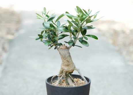 盆栽 オリーブ ネバディロブランコ 根上がり