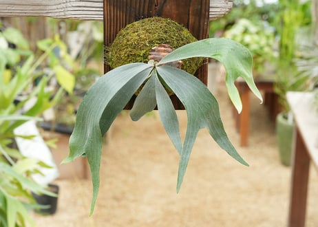 ビカクシダ P. Stella Aeterni (TC)