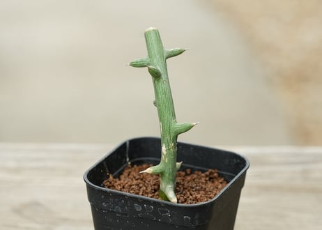 アデニア グロボーサ