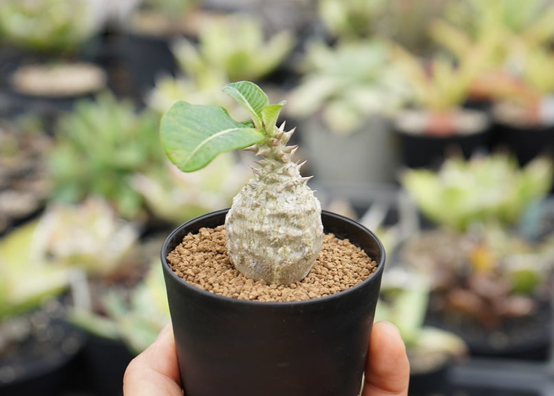 パキプス ウィンゾリー国内実生 ギラウミニアナ ホリダ ①塊根植物セット売り パキポディウム ウィンゾリー 【沖縄実生】 | mana's farm:塊根植物