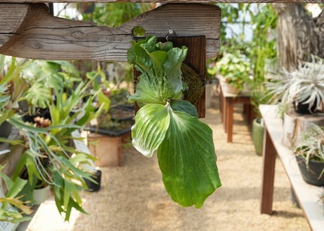ビカクシダ P. elephantotis var. mammuths (TC)