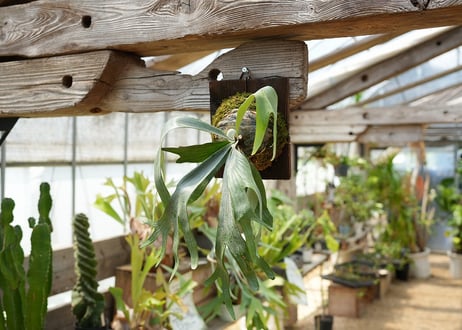 ビカクシダ P. bifurcatum sp white2 (TC)