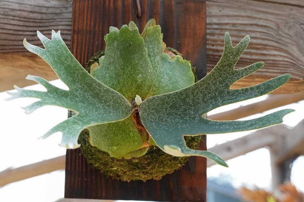 ビカクシダWinllikii 'OMG'(spre) | mana's farm:塊根植物・ア