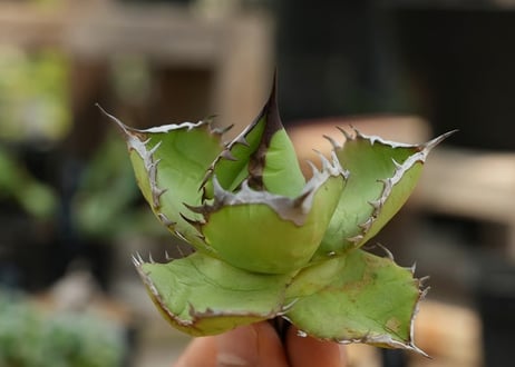 アガベ オテロイ 沖縄実生