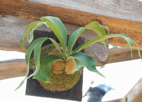 ビカクシダ Snow White×willinkii 'Bogor Mr.Suddan'