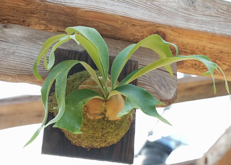 ビカクシダ Snow White×willinkii 'Bogor Mr.Suddan' |