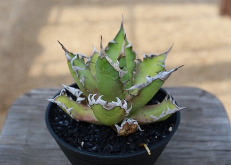 アガベ　チタノタ　レッドキャットウィーズル　Agave titanota Red catweezle