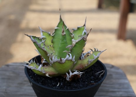 アガベ　チタノタ　レッドキャットウィーズル　Agave titanota Red catweezle
