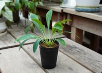 ユーフォルビア 鉄甲丸