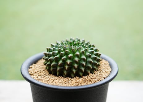 ギムノカリキウム 刺無牡丹玉石化錦