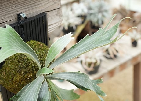 ビカクシダ P. willickii 'Robin' (TC)