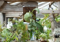 ビカクシダ P. hillii 'raijihn'雷神 (TC)