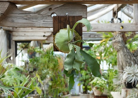 ビカクシダ P. hillii 'raijihn'雷神 (TC)