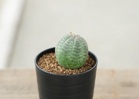 ユーフォルビア オベサ